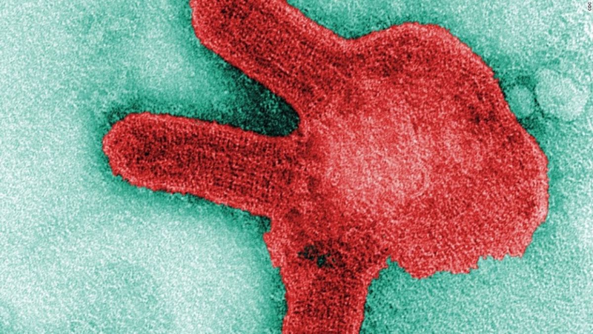 Guinea confirmed the first case of the Marburg virus in west Africa