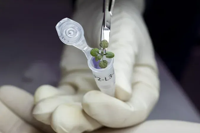 Scientists have grown plants in soil from the Moon
